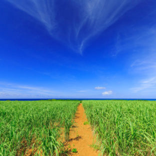 黒糖と沖縄その始まり