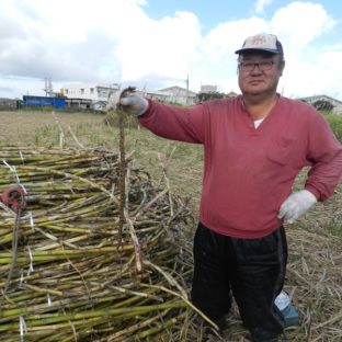 さとうきび畑にハブ（毒ヘビ）出現