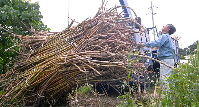 サトウキビを運搬