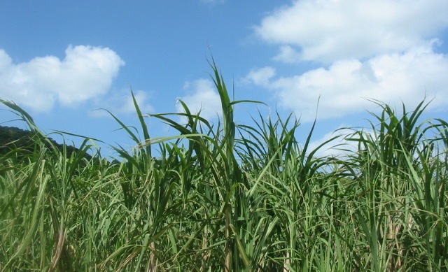 さとうきび畑
