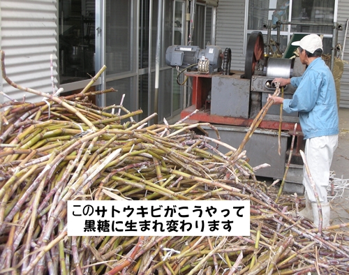 サトウキビ圧搾