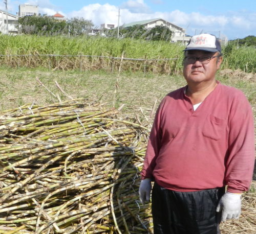 沖縄のサトウキビについて 沖縄黒糖の通販 手作り黒糖専門店 仲宗根黒糖本店