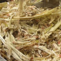 サトウキビの搾りカス<バカス>は食物繊維がゴボウの何と15倍