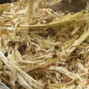 サトウキビの搾りカス＜バカス＞は食物繊維がゴボウの何と１５倍