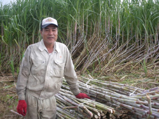 沖縄のサトウキビについて 沖縄黒糖の通販 手作り黒糖専門店 仲宗根黒糖本店