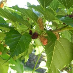 桑で健康にどんな効果がある！