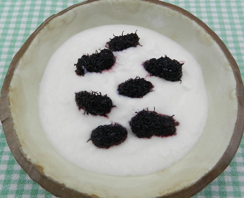 ヨークルトと桑の実