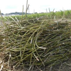 サトウキビ積み込み作業