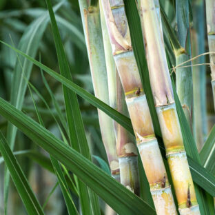 サトウキビの効能と魅力を徹底解説！健康や美容にどう影響するのか？