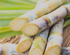 さとうきびの美味しい食べ方と栄養情報